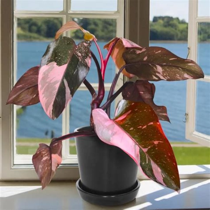 Mother Bellingham: A Guide For Plant Enthusiasts