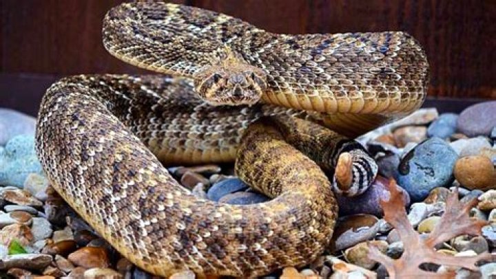 Unraveling The Life Of Steve Austin: The Texas Rattlesnake